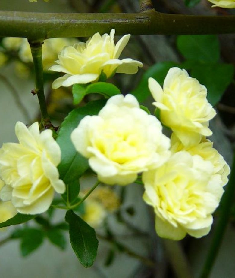 Rosa Banksiae Lutea
