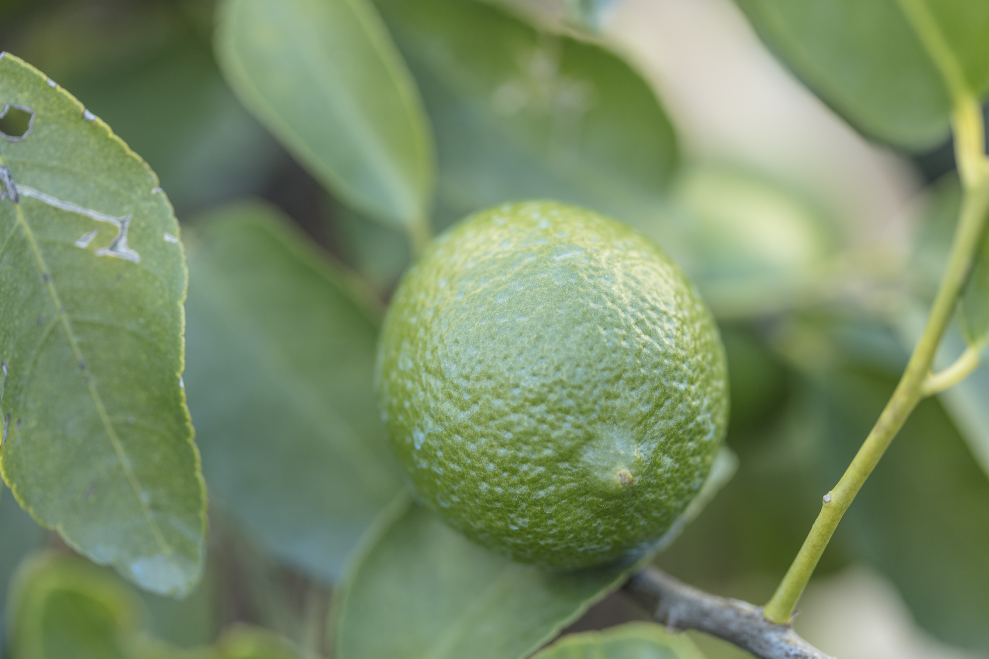 Citrus Aurantifolia Neapolitanum | Artworks | Uffizi Galleries
