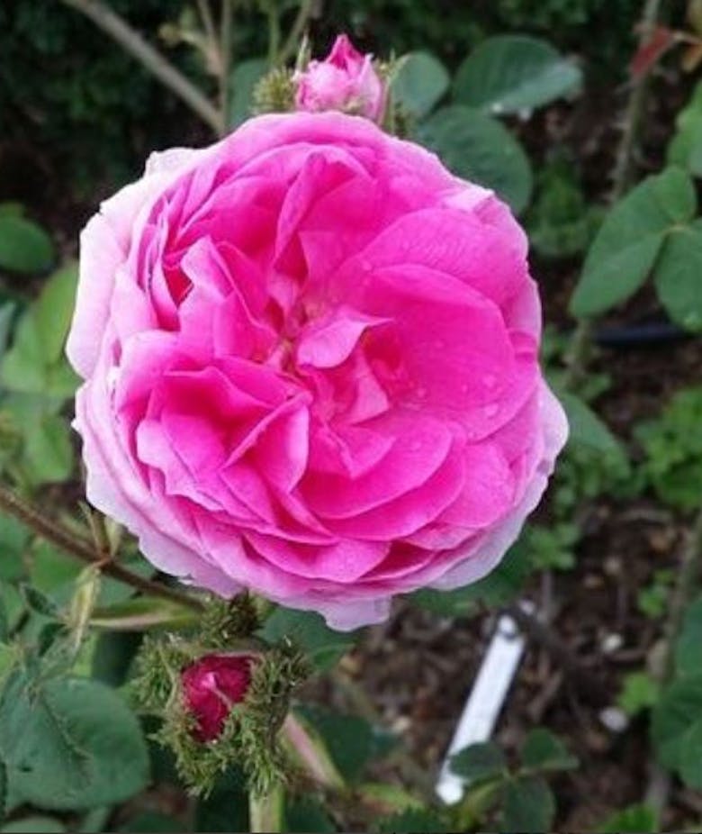 Rosa Centifolia Muscosa Cristata
