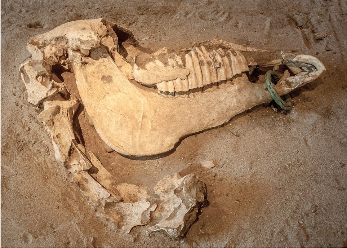 Crani di cavallo con morso in bronzo, 480 a.C. circa Osso e bronzo Himera, Museo Pirro Marconi del Parco Archeologico
