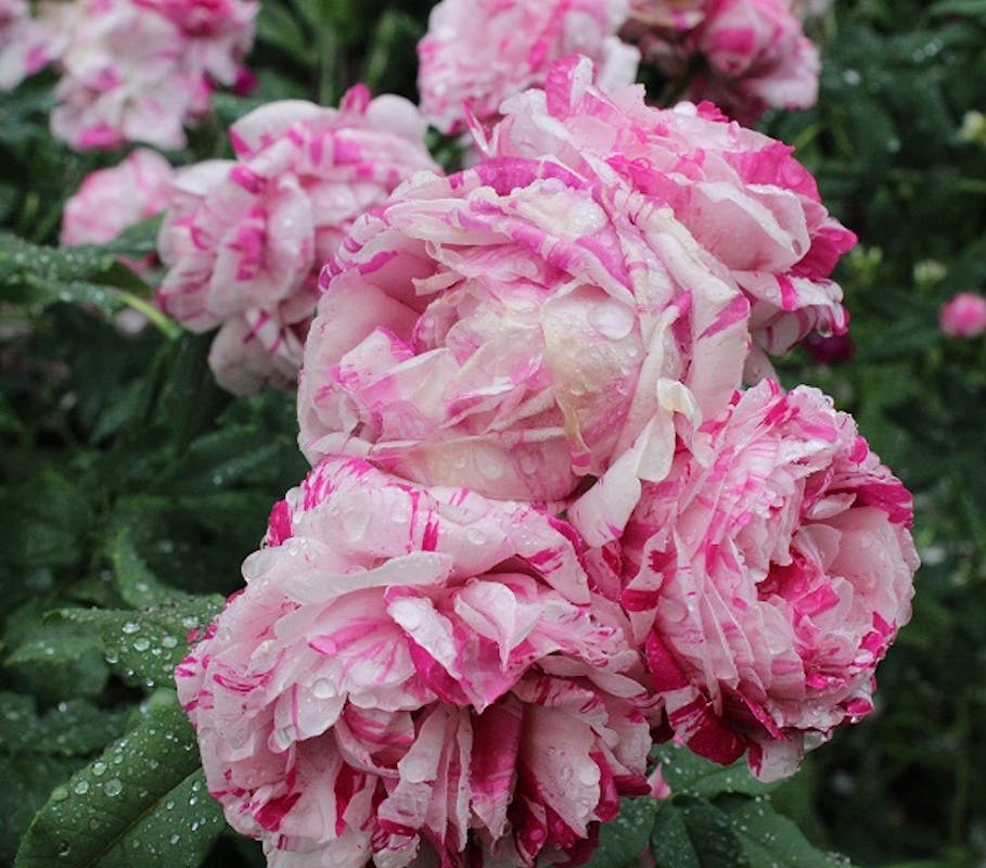 Rosa variegata di Bologna 
