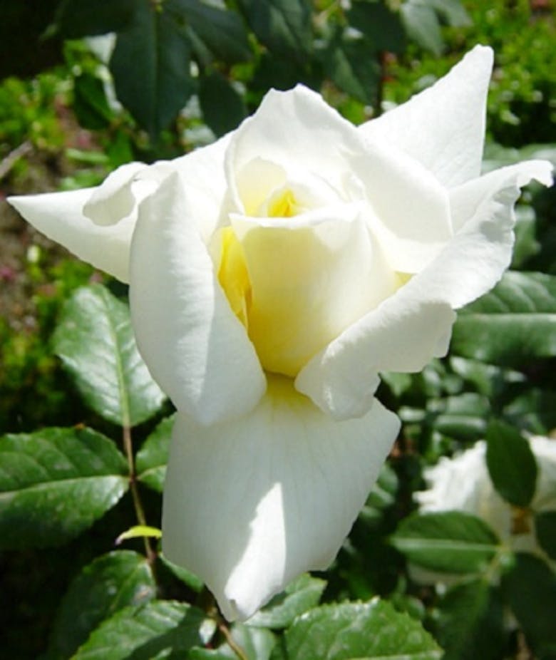 Rosa Fiocco Bianco