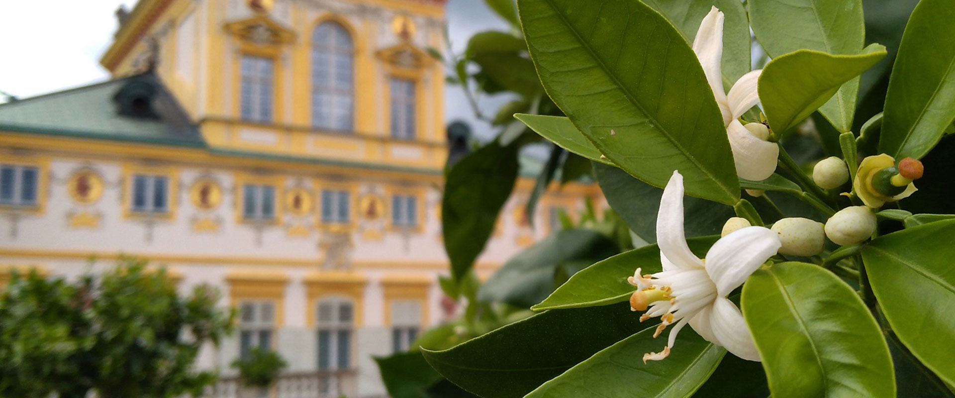 1574943450568557 headercitri1.jpg?ixlib=rails 2.1