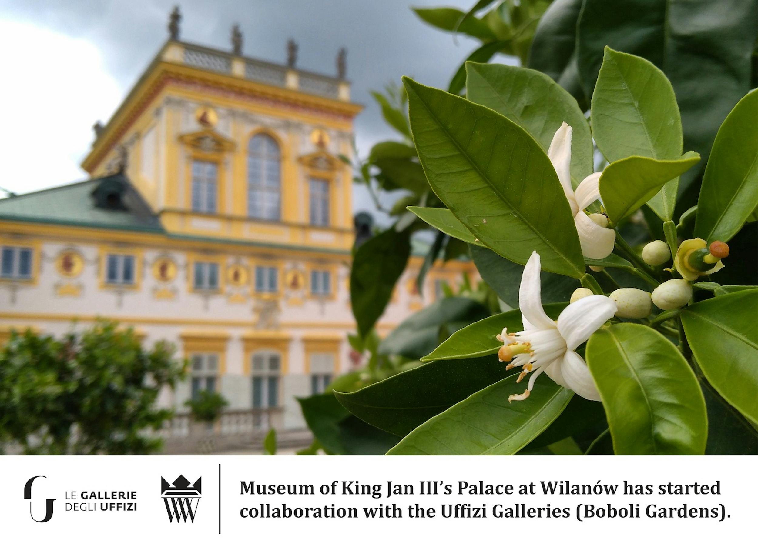 The Joint Project Citri Et Aurea Staged By The Boboli Gardens And The Wilanow Museum Begins Uffizi Galleries The Joint Project Citri Et Aurea Staged By The Boboli Gardens And The Wilanow Museum Begins Uffizi Galleries