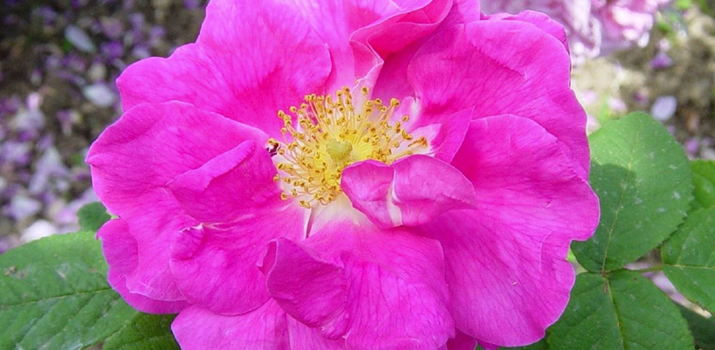 Rose antiche e moderne del Giardino di Boboli
