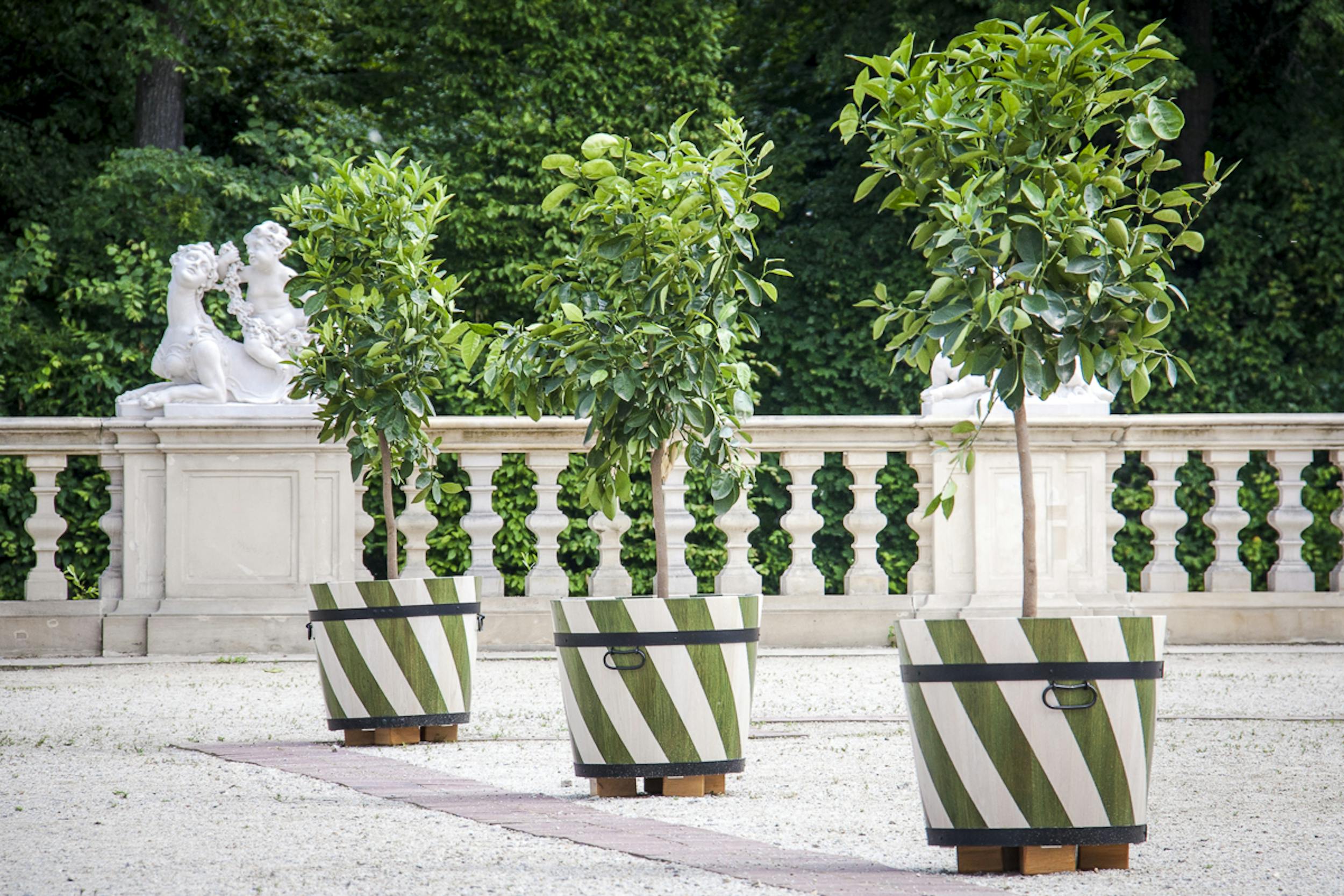 Citrus trees in the Baroque Garden of the Palace of Jan III, Wilanów