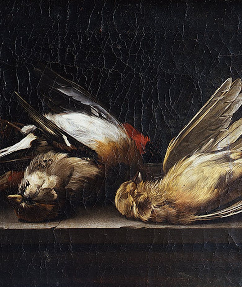 Natura morta: tre uccelli morti