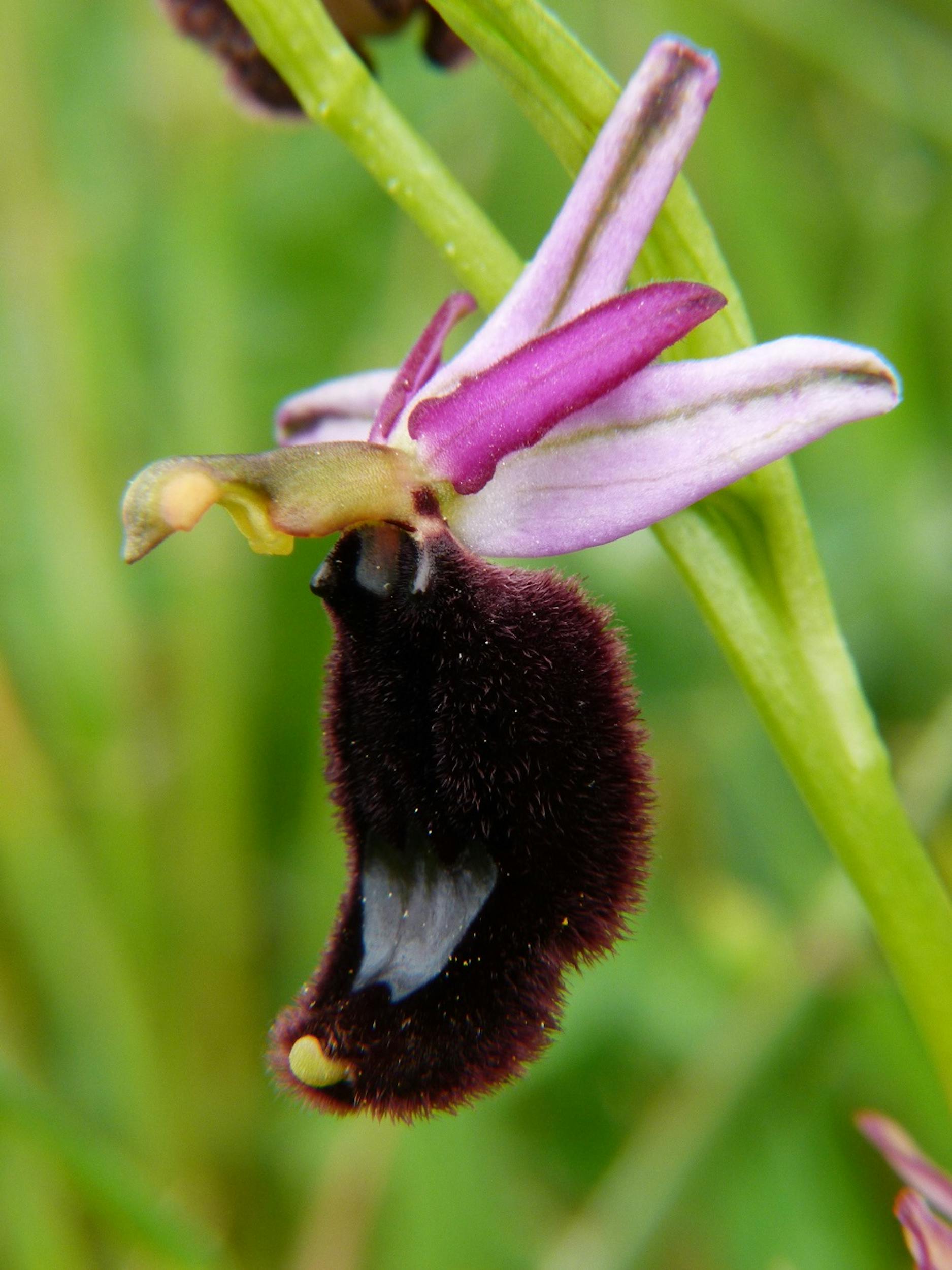 Ophrys romolinii