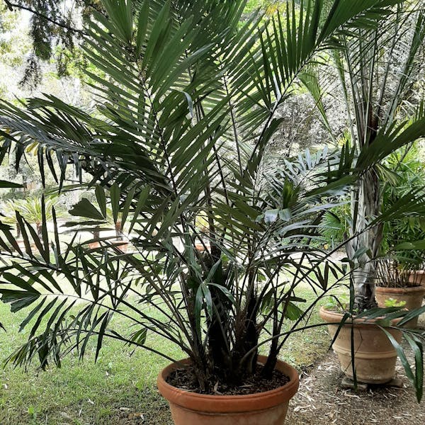 Palma, Arenga engleri Artworks Uffizi Galleries