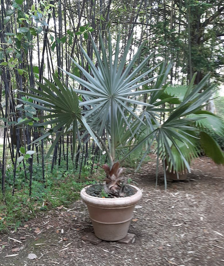 Palma - Bismarckia nobilis
