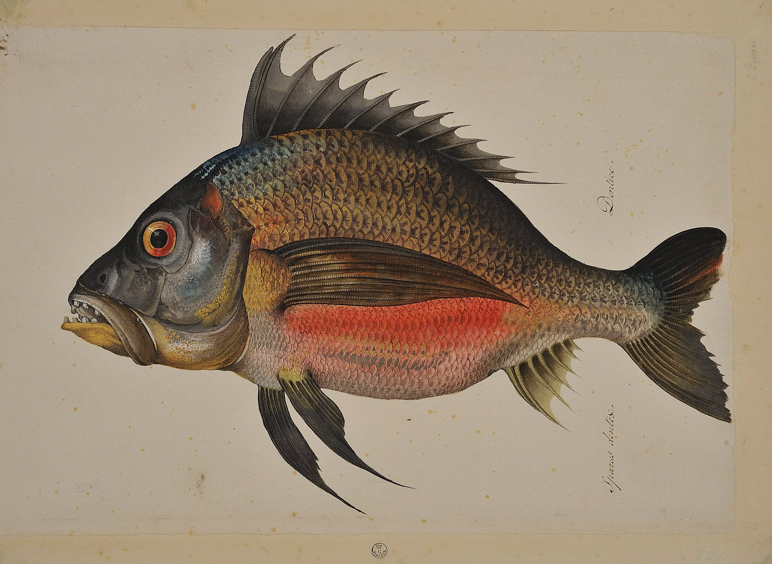 Jacopo Ligozzi “Universal Painter” | Uffizi Galleries