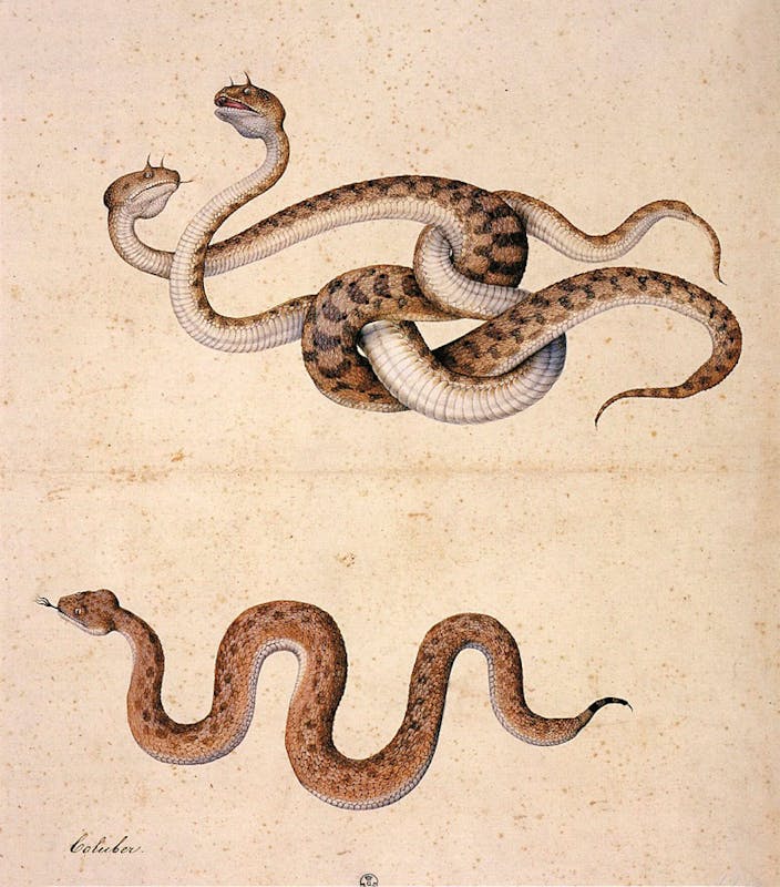 Jacopo Ligozzi (Verona 1547 – Firenze 1627), Coluber (Serpente), tempera su  carta bianca. Firenze, Gallerie degli Uffizi, Gabinetto Disegni e Stampe