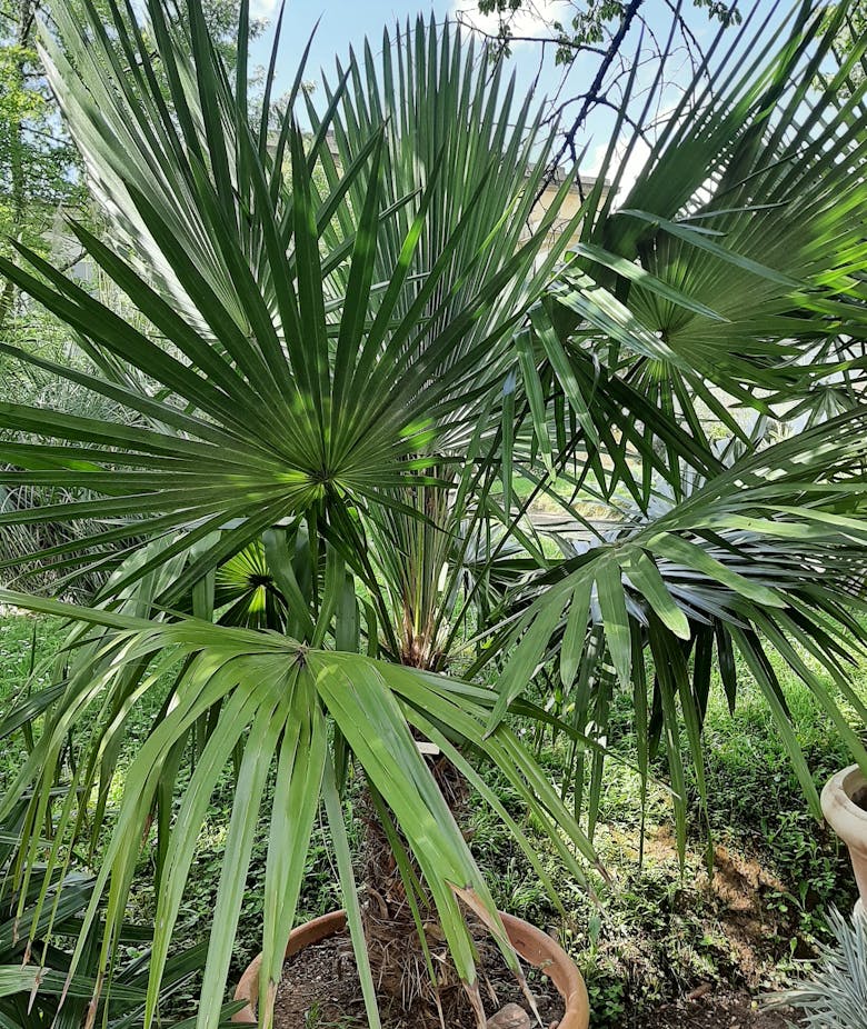 Palma - Thrinax parviflora