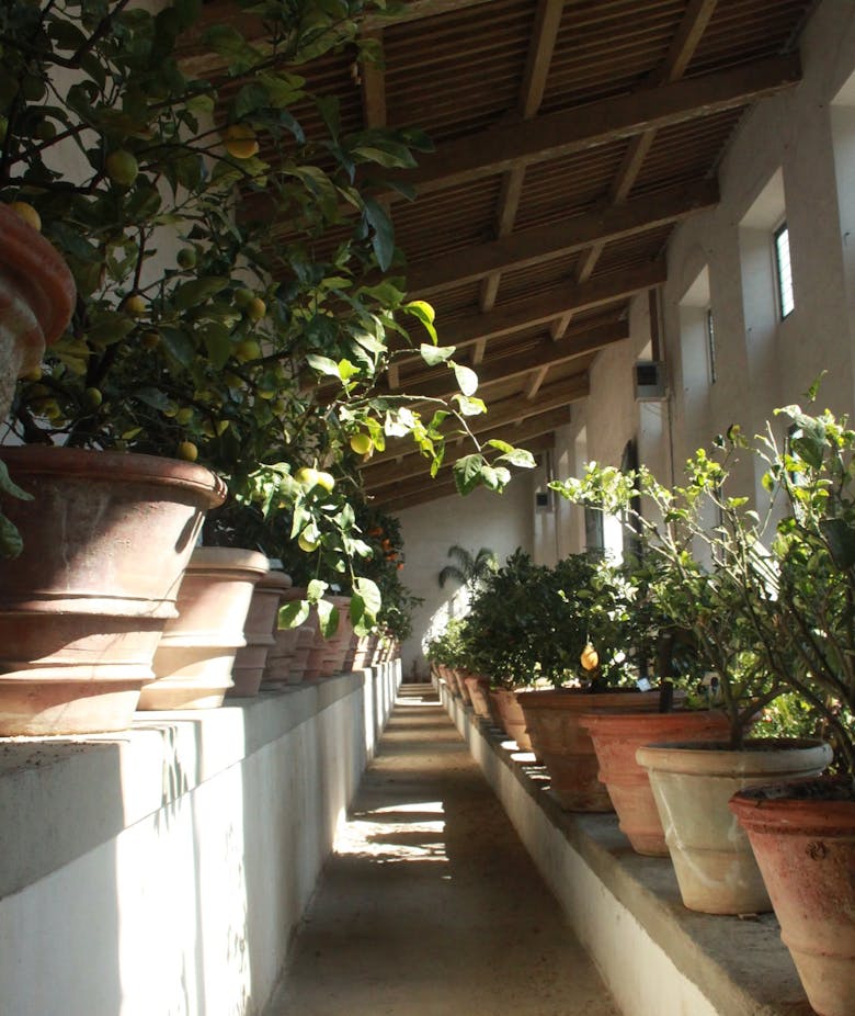 Primavera a Boboli: visite guidate alle collezioni botaniche