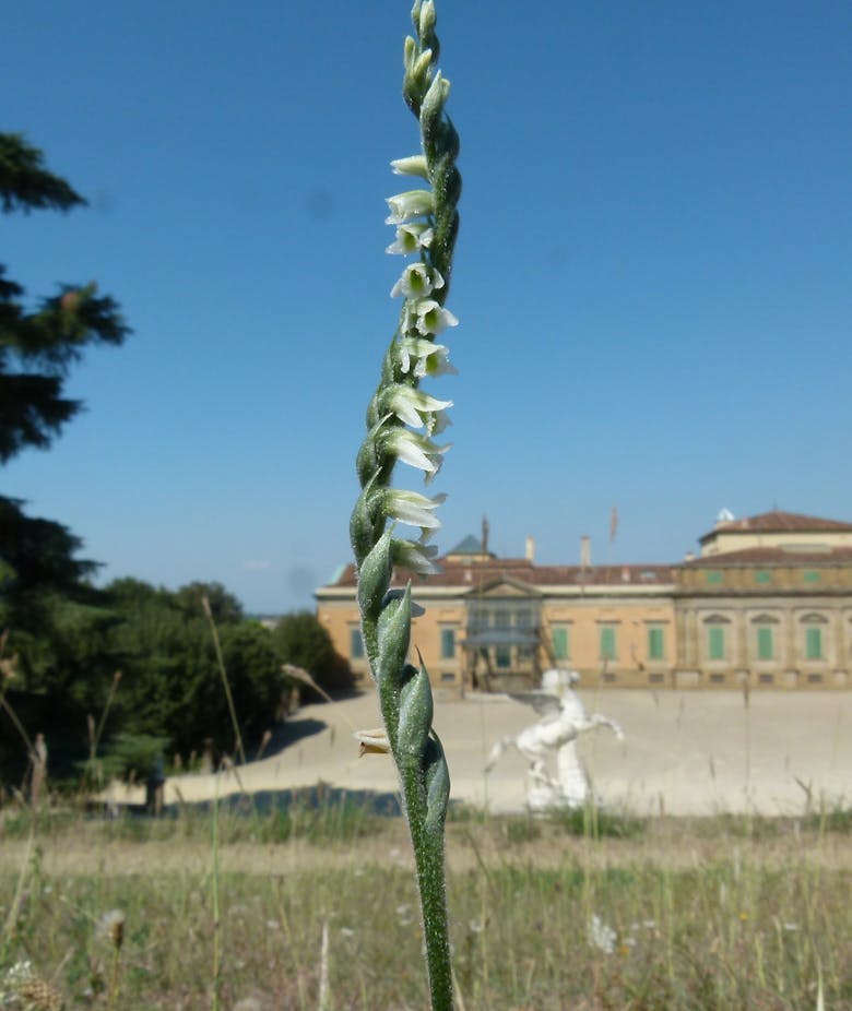 Primavera a Boboli: visita guidata alle orchidee spontanee