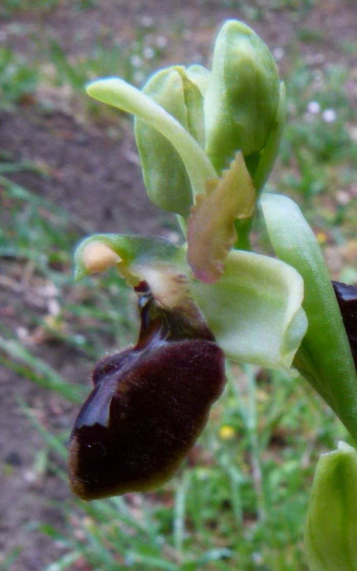Boboli ecosistema creativo: individuato un nuovo ibrido di orchidea!