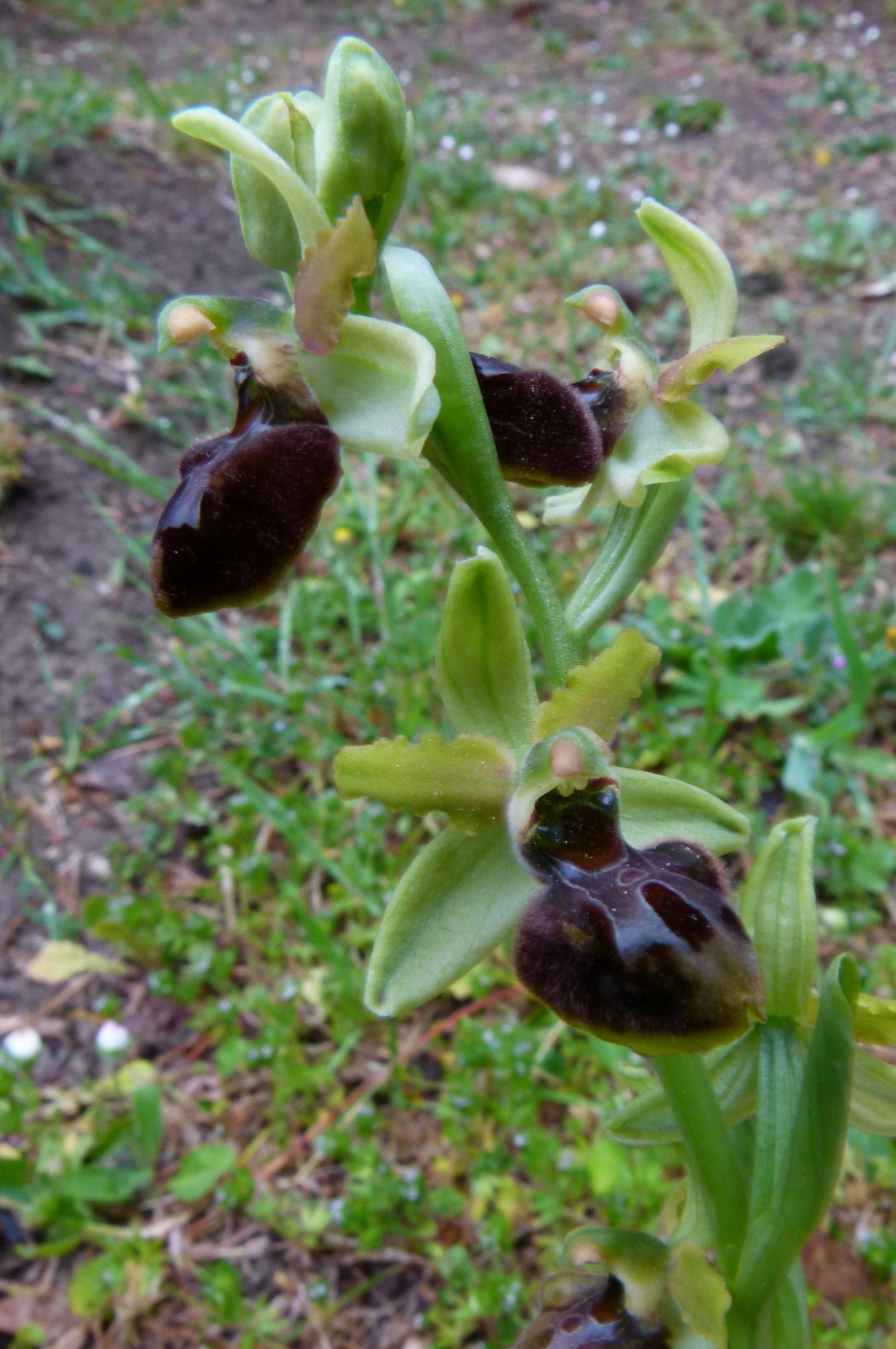 Ophrys xbobolensis - Photo by Rolando Romolini