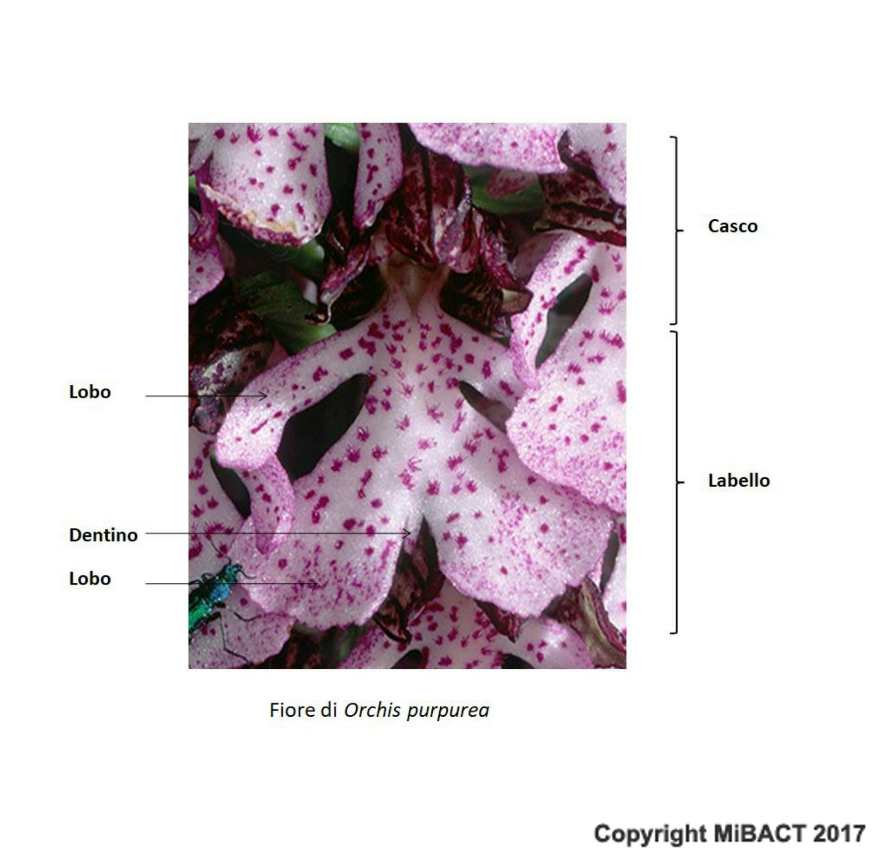 Orchis purpurea - struttura del fiore